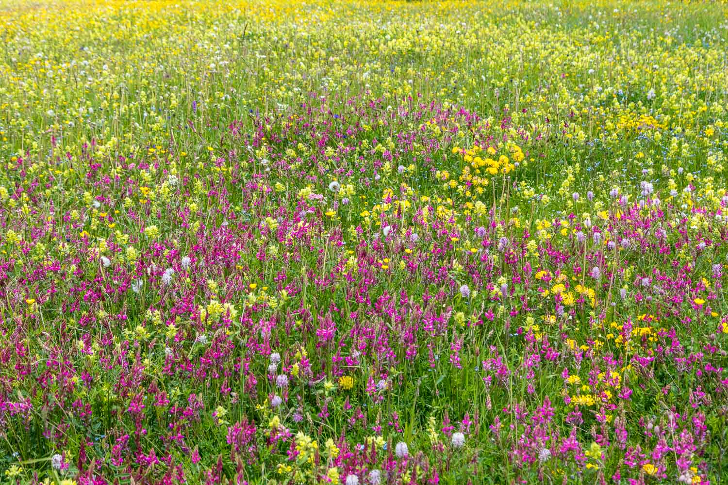 Pralongia wild flower meadows
