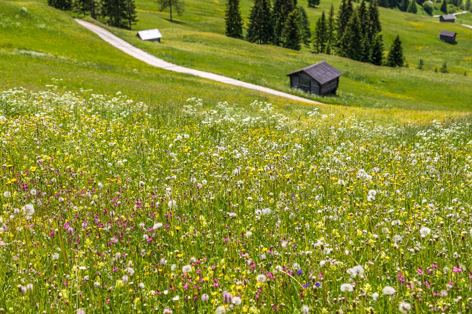 Pralongia wild flower meadows