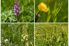 Pralongia wild flowers