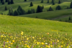 Pralongia meadow