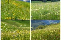 Pralongia wild flower meadows