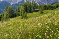 Pralongia wild flower meadows