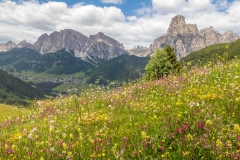 Pralongia wild flower meadows