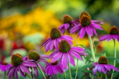 Quarry Gardens, Queen Elizabeth Park, Vancouver