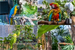 Bloedel Conservatory, Queen Elizabeth Park, parrots