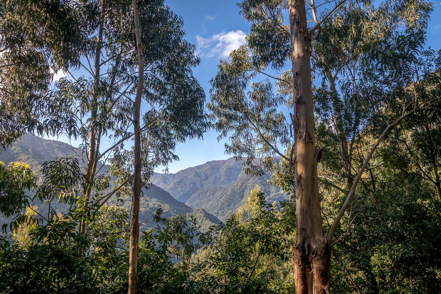 Rabacal Valley, eucalyptus