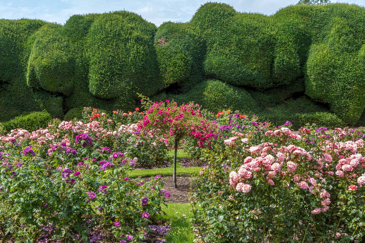 Raby Castle rose garden
