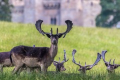 Raby Castle deer