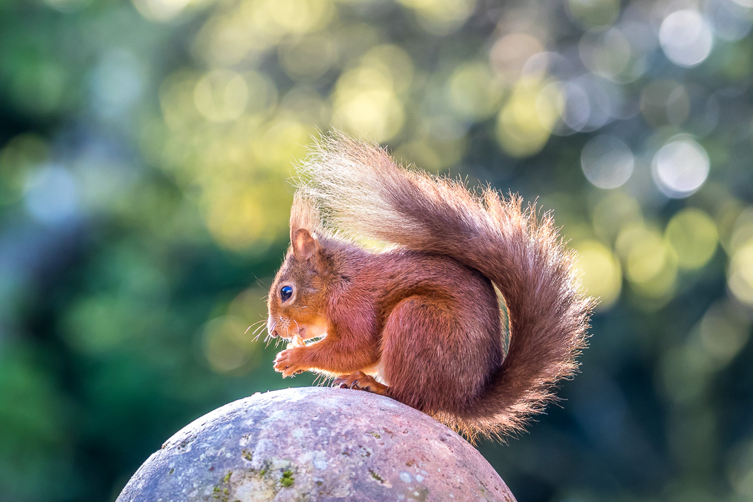 red squirrel Lake District