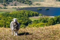 Rannerdale walk, herdwick