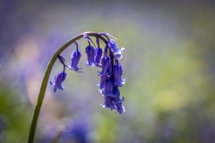 Rannerdale walk, Rannerdale bluebells