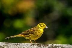 Yellowhammer Lake District