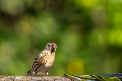 Redpoll Lake District