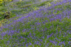 Rannerdale bluebells