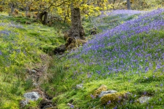 Rannerdale bluebells