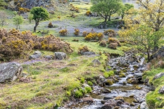 Rannerdale bluebells