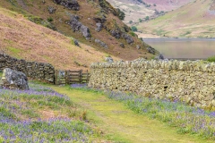Rannerdale bluebells