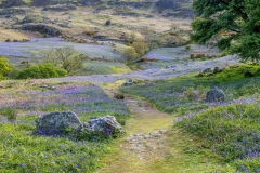Rannerdale bluebells