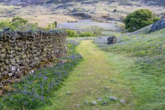 Rannerdale bluebells
