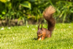 Red squirrel Lake District