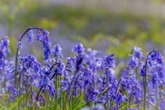 Rannerdale bluebells