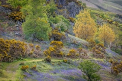Rannerdale bluebells