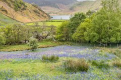Rannerdale bluebells