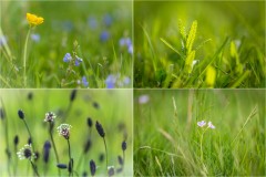 Meadow