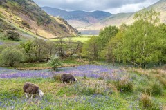 Rannerdale bluebells, herdwick