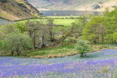 Rannerdale bluebells