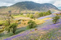 Rannerdale bluebells