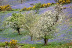 Rannerdale bluebells