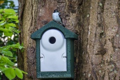 Pied flycatcher