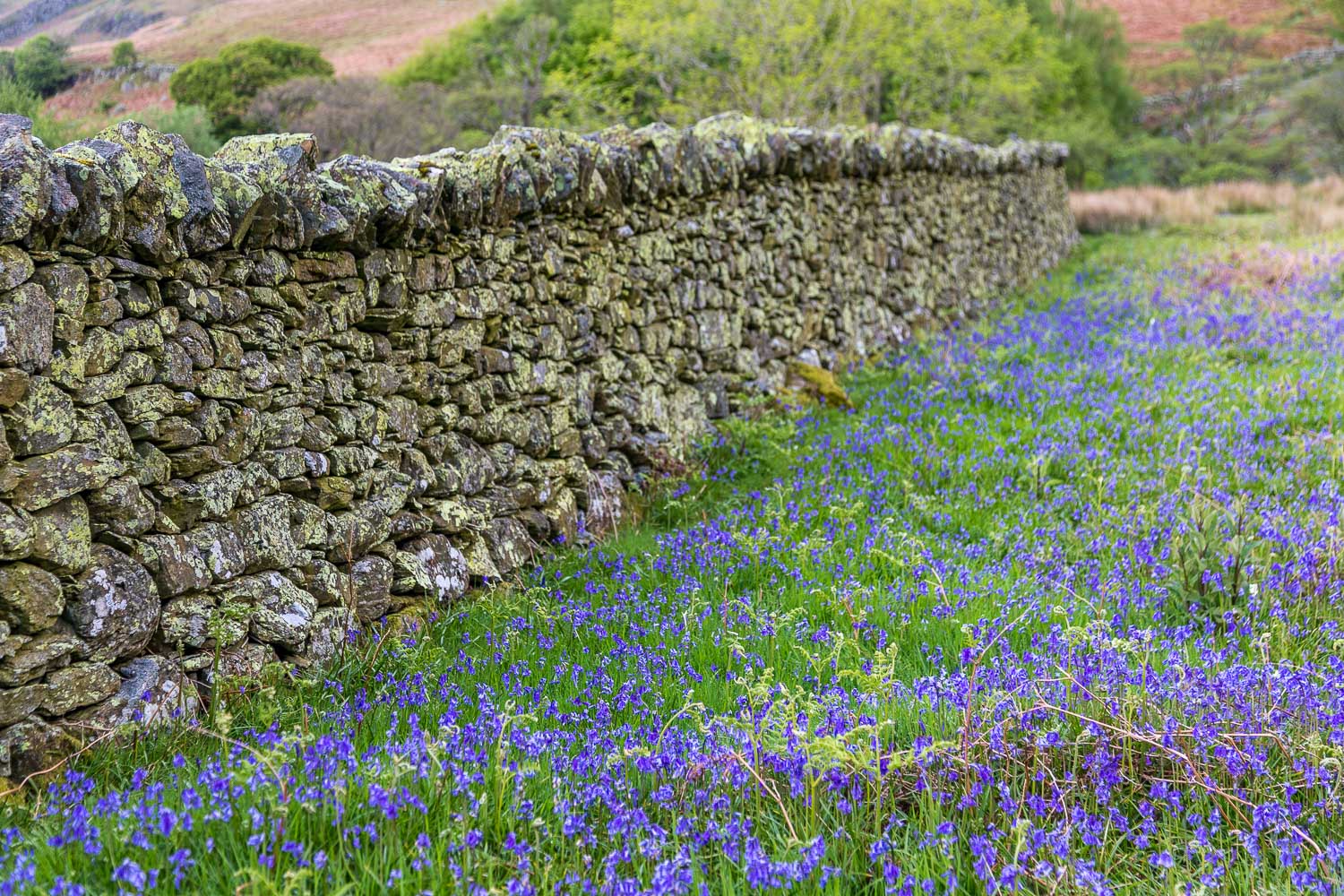 Dry stone wall, bluebells