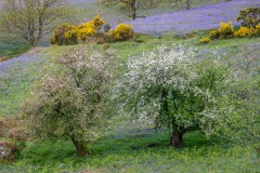 Rannerdale hawthorn trees