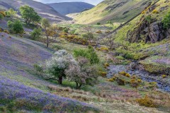 Rannerdale bluebells, High Rannerdale