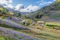 Rannerdale bluebells, High Rannerdale
