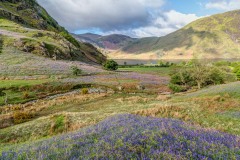 Rannerdale bluebells, Crummock Water
