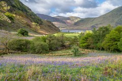 Rannerdale bluebells
