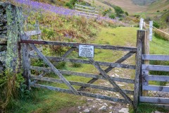 Rannerdale bluebells