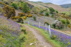 Rannerdale bluebells