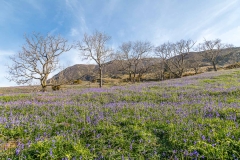 Rannerdale bluebells