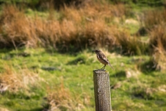 Stonechat