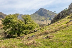 Whiteless Pike
