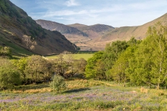 Rannerdale bluebells