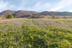Rannerdale bluebells