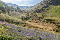Rannerdale bluebells, High Rannerdale