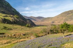 Rannerdale bluebells