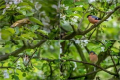 garden birds