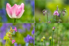 spring flowers